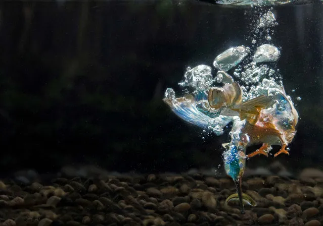 A kingfisher dives underwater to grab its prey in Ferrara, Italy. Kingfishers are frequently caught flying into water but finally what happens underneath has been snapped. (Photo by Marco Merli/Caters News Agency)