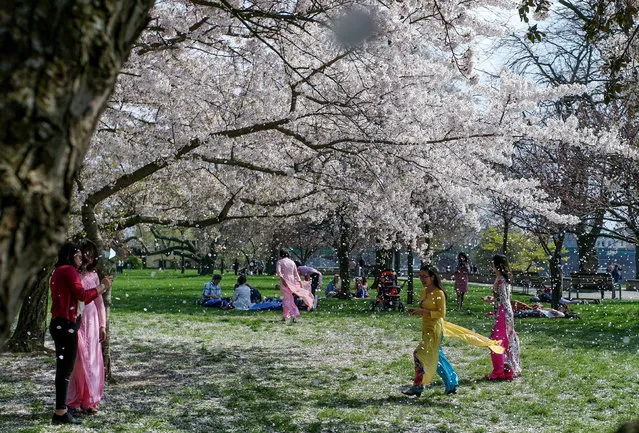 Tourists enjoy the warm weather near fully blossomed trees in central Dresden, Germany, 06 April 2019. Meteorologists predict sunny weather with temperatures around 19 degrees Celsius in the next days in Saxony. (Photo by Filip Singer/EPA/EFE)