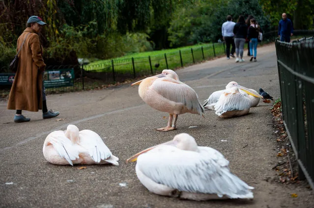 People view pelicans napping on a footpath in St James’s Park in London, United Kingdom on a mild day October 18, 2021. (Photo by Stephen Chung/Alamy Live News)