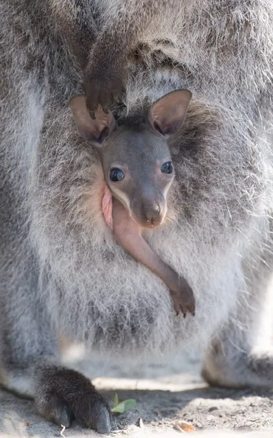 A baby kangaroo looks out of its mother's bag in an enclosure at Hoyerswerda Zoo Hoyerswerda, eastern Germany on April 16, 2019. Six female kangaroos in the zoo had offspring. (Photo by Sebastian Kahnert/dpa-Zentralbild/dpa)