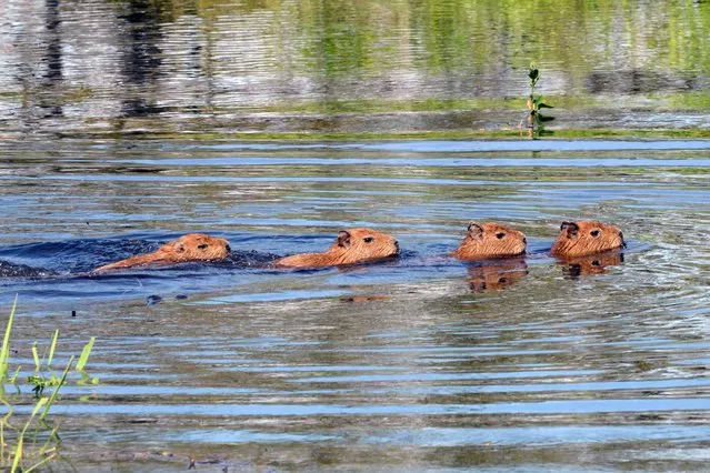 A capybara and its litter swim in an area flooded by the overflowing of the Mamore river during heavy rains in the outskirts of Trinidad, Bolivia, on February 17, 2014. The Bolivian government declared national emergency as rains have left 56 people dead and over 58.600 families affected. (Photo by Aizar Raldes/AFP Photo)