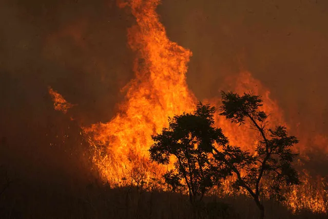 Fire consumes part of the Cerrado, on the Brazilian savanna, in an area near the center of Brasilia, Brazil, Tuesday, September 21, 2021. According with the Fire Department, the city is 118 days without rain, which has caused simultaneous outbreaks of fires in several areas of the Cerrado in the country's capital. (Photo by Eraldo Peres/AP Photo)