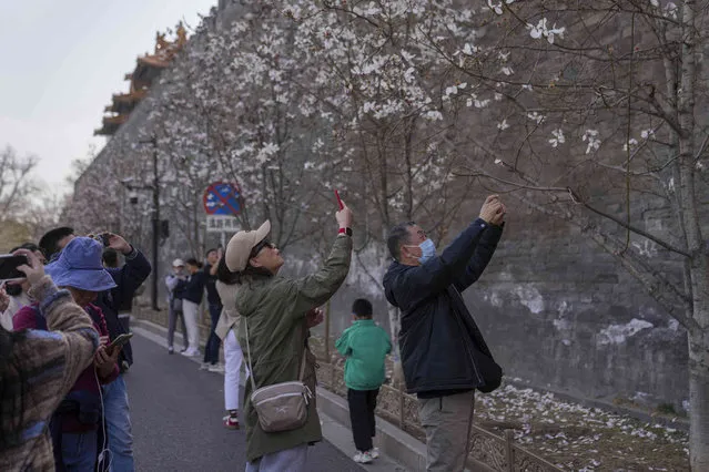 Visitors take photos of flowers at the Forbidden City in Beijing, China, Saturday, March 16, 2024. (Photo by Tatan Syuflana/AP Photo)
