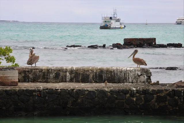 Two brown pelicans rest in the fishing port of Puerto Ayora, in Santa Cruz Island, Galapagos, Ecuador, 15 November 2021. Galapagos, where more than 90 percent of the population depends on nature tourism, is experiencing signs of recovery with a firm commitment to conservation, backed by the recent initiative to extend its exclusive marine reserve. (Photo by Elias L. Benarroch/EPA/EFE)