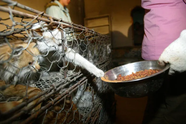 Chinese Cats Saved From The Cooking Pot