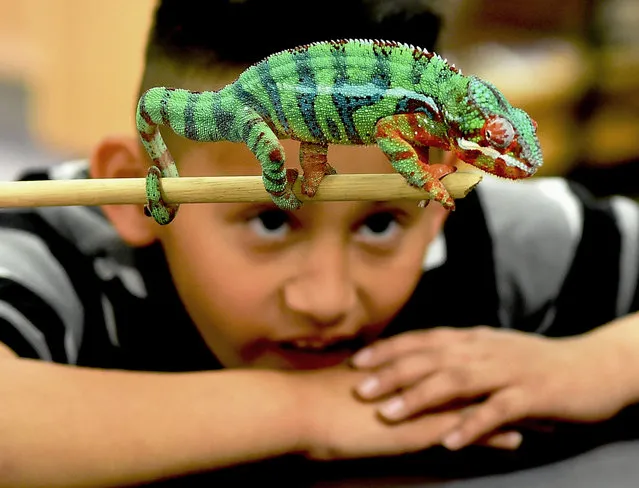 Banks-Caddell Elementary School second grader, Oscar Martinez, takes a close look at a chameleon at the Wetlands Edge Environmental Center in Decatur, Ala., Wednesday, April 6, 2016. (Photo by John Godbey/The Decatur Daily via AP Photo)