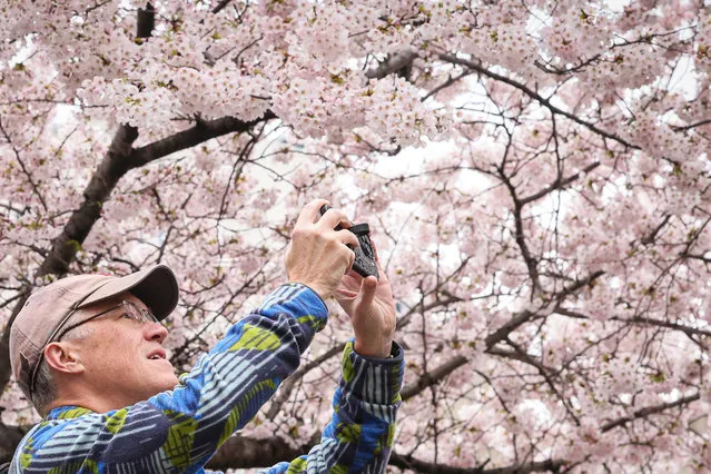 A man photographs Cherry Blossom trees in Brooklyn, New York City, on April 2, 2024. (Photo by Brendan McDermid/Reuters)