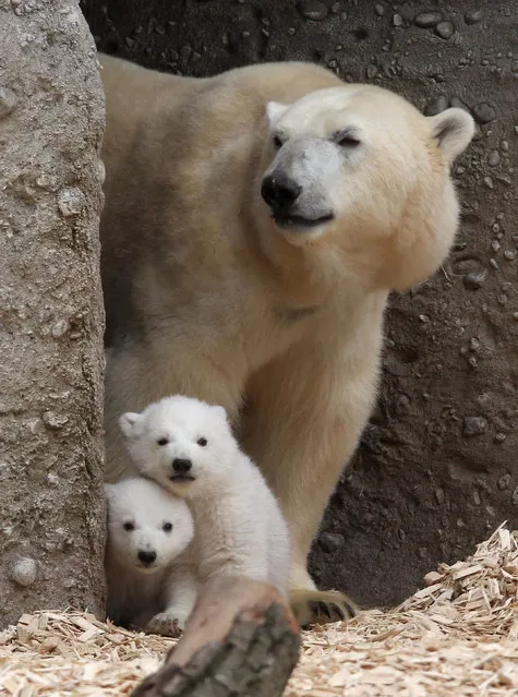 14 week-old twin polar bear cubs are pictured with their mother Giovanna during their first presentation to the media in Hellabrunn zoo on March 19, 2014 in Munich, Germany. (Photo by Alexandra Beier/Getty Images)