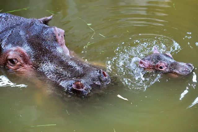A baby hippopotamus swims next to his mother in the zoo of Karlruhe, Germany, 24 June 2015. The was baby born on 17 June 2015, the day that marks the opening of the 300th anniversary celebrations of Karlsruhe, will be named Karoline after Caroline of Baden or Karl Wilhelm after the founding father of the city, depending on its gender still currently unknown to the animal care attendants as they are not allowed to approach the baby animal. (Photo by Uli Deck/EPA)