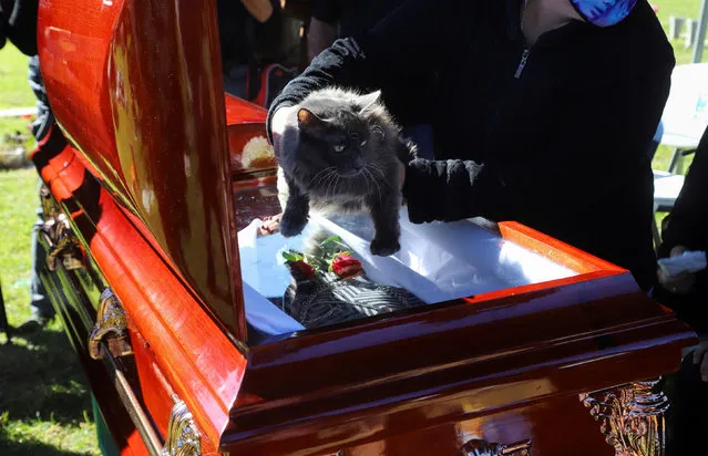 A mourner holds one of the cats that belonged to the late Mexican journalist Lourdes Maldonado, who was killed in the northern border city of Tijuana, during her funeral in Tijuana, Mexico on January 27, 2022. (Photo by Reuters/Stringer)