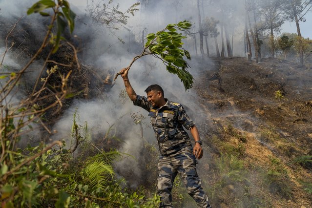 A policeman douses a forest fire in Shivapuri National Park on the outskirts of of in Lalitpur, Nepal, Tuesday, April 30, 2024. (Photo by Niranjan Shrestha/AP Photo)