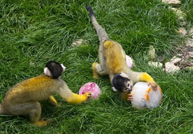 Black-capped squirrel monkeys eat blocks of ice at the zoo on a hot summer day in Antwerp, Belgium, July 2, 2015. The United Nations warned on Wednesday of the dangers posed by hot weather, especially to children and the elderly, as much of Europe sweltered in a heatwave whose intensity it blamed on climate change. (Photo by Yves Herman/Reuters)