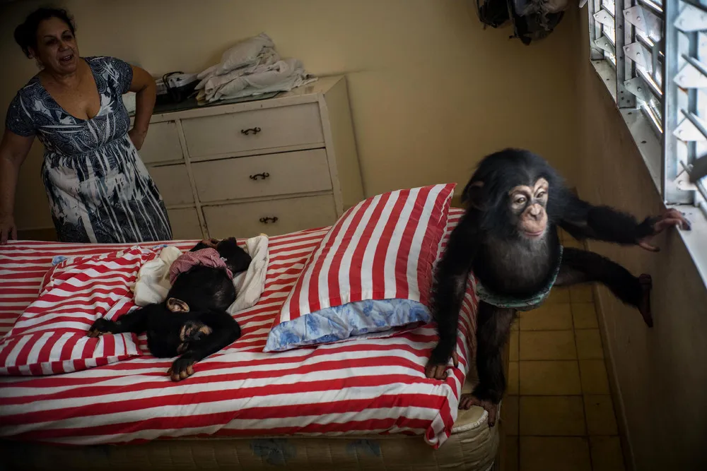 Cuban Biologist Raises Chimpanzees in her Apartment