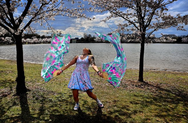 Tali Spira of Baltimore, Maryland lets the wind aid in her Flow Art style dance moves (using silk material and fans)  at the Tidal Basin in Washington, D.C. on March 25, 2022. She danced amid the backdrop of the cherry blossom trees that were still at their peak. (Photo by Michael S. Williamson/The Washington Post)
