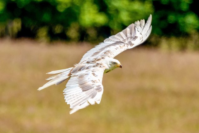 Picture dated July 8th, 2024 shows the extremely rare Leucistic Red Kite spotted in Wales, UK. The bird of prey is understood to have a condition called leucism – giving it a white plumage rather than the species' usual red. (Photo by Martyn Foss/Bav Media)