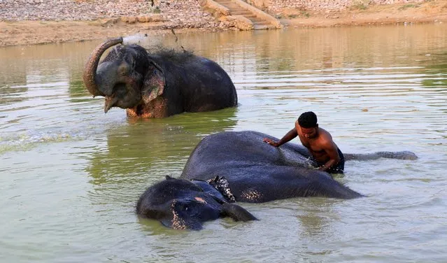 Elephants cool themselves in a pond to beat the heat during the hot summer day at Elephant Village in Jaipur, May 10, 2016. Heat wave conditions prevailed in Rajasthan as day temperatures hovered between 41 and 47 degrees Celsius. (Photo by Vishal Bhatnagar/AP Photo)