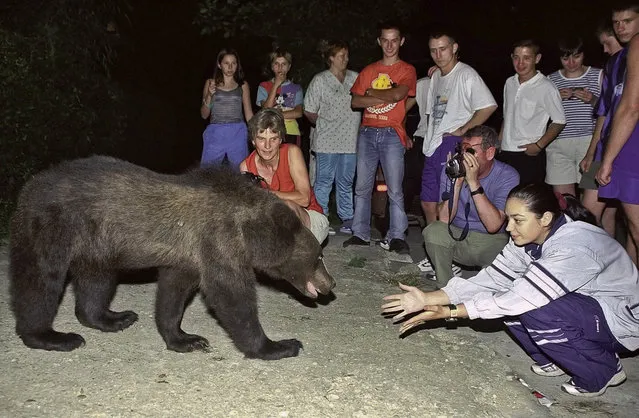 In this in this September 2002 file photo, a bear approaches a group of tourists gathered to watch it on the outskirts of Brasov, Romania. On Saturday, June 10, 2017 the website of a fortress connected to Vlad the Impaler announced that Romanian authorities closed the 13th Century fortress after a mother bear and her cubs were found roaming the area. Romania is home to between 5,000 and 6,000 brown bears. (Photo by Octavian Tibar/AP Photo)
