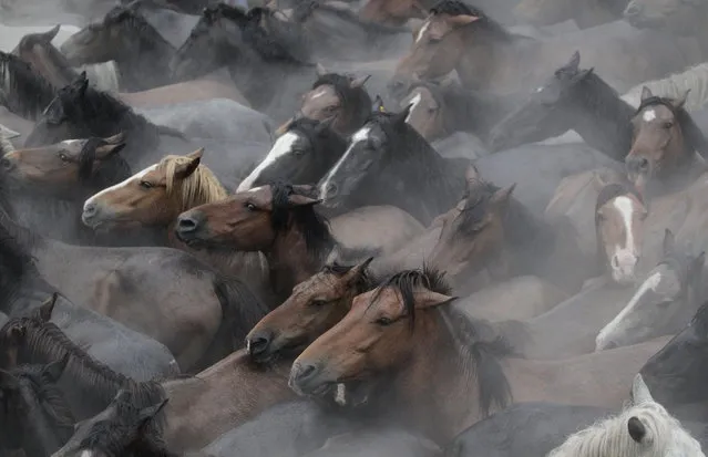 Wild horses are seen gathered during the “Rapa Das Bestas” traditional event in the Spanish northwestern village of Sabucedo July 5, 2014. On the first weekend of the month of July, hundreds of wild horses are rounded up, trimmed and groomed in different villages in the Spanish northwestern region of Galicia. (Photo by Miguel Vidal/Reuters)