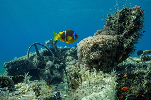 Fish swim next to a submerged military vehicle at the Underwater Military Museum in Aqaba, Jordan, on May 7, 2024. (Photo by Stelios Misinas/Reuters)