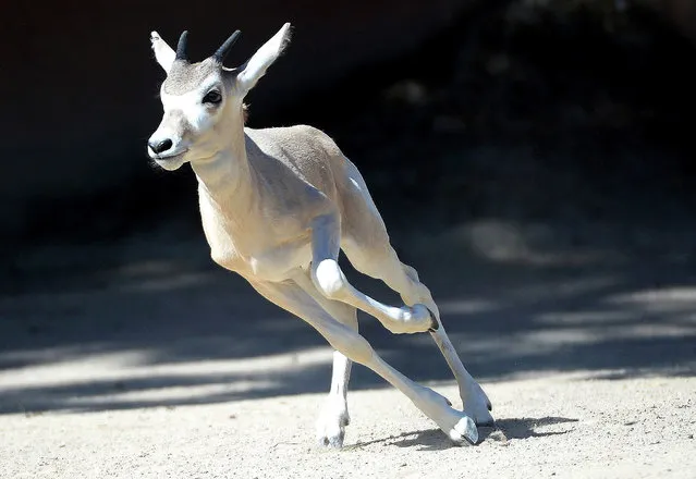 A desert antelopes gallops on August 5, 2015 at the Hannover's zoo. (Photo by Susann Prautsch/AFP Photo/DPA)