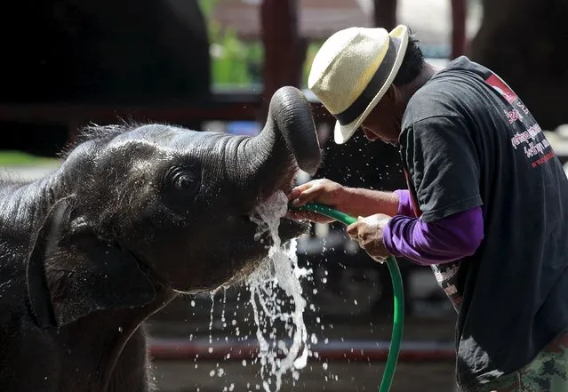 A mahout sprays an elephant with water at a camp in the ancient Thai capital Ayutthaya, north of Bangkok, Thailand, August 11, 2015. (Photo by Chaiwat Subprasom/Reuters)