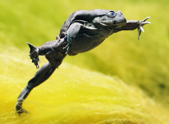 A Lake Titicaca frog on display during a photo call for London Zoo's new “The Secret Life of Reptiles and Amphibians” experience on Monday March 25, 2024, as it opens to the public, in Regent's Park, London. (Photo by Jonathan Brady/PA Images via Getty Images)