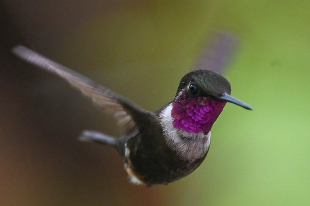 A Calliphlox mitchellii hummingbird is pictured during a birdwatching trip in the framework of the COP16 summit in Cali, Colombia, on October 29, 2024. Humanity faces an “existential crisis” caused by its rapacious destruction of life-sustaining nature, UN chief Antonio Guterres warned delegates Tuesday at a major biodiversity summit in Colombia. (Photo by Joaquín Sarmiento/AFP Photo)