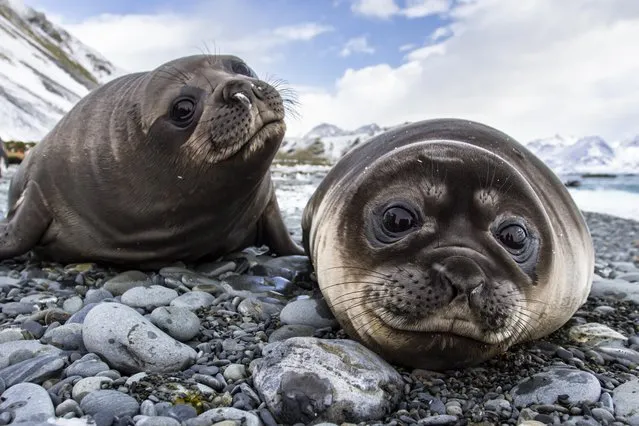 Inquisitive elephant seal pups venture towards a photographer on South Georgia, an uninhabited island near Antarctica early July 2022. The seals are not used to seeing humans and shuffled closer to Charlotte Rhodes rather than shying away. (Photo by Charlotte Rhodes/Media Drum Images)