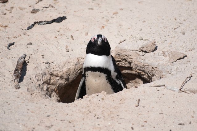 An African Penguin emerges from a burrow at the Boulders penguin colony, which is a popular tourist destination, in Simon's Town, near in Cape Town, on November 1, 2024. The International Union for Conservation of Nature (IUCN) has changed the African Penguin from Endangered to Critically Endangered. (Photo by Rodger Bosch/AFP Photo)