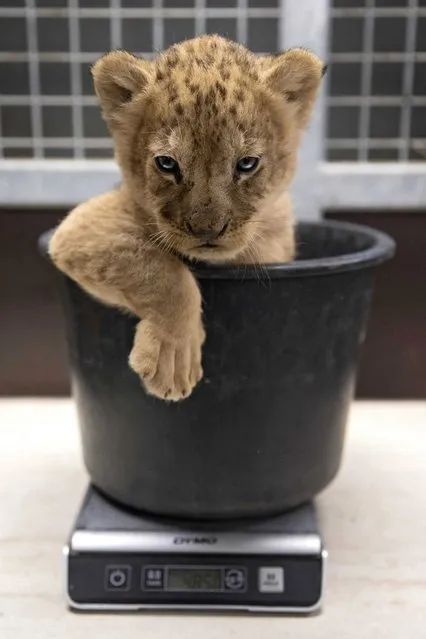 One of three lion cubs that were born at Gaia Zoo sits in a bucket to be weighed in Kerkrade, the Netherlands, 05 July 2016. During the presentation, the cubs were measured, their s*x determined and vaccinated. (Photo by Marcel van Hoorn/EPA)