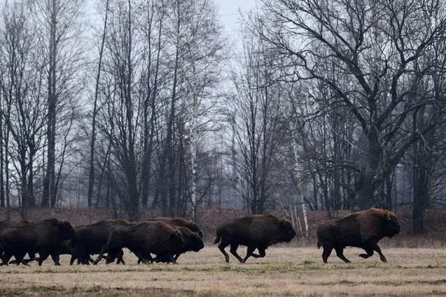 European bisons run across a field near the village of Azerany, some 250 km south of Minsk, on January 7, 2020. (Photo by Sergei Gapon/AFP Photo)