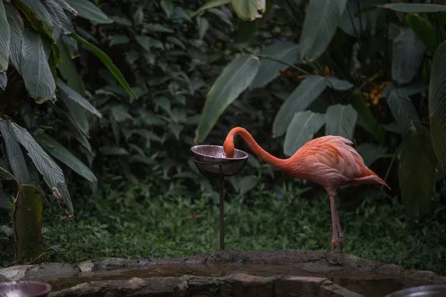 An American flamingo is seen as zookeepers feed animals at the Santa Cruz Foundation Zoo in Tequendama, Colombia on April 03, 2020. Colombia as the second most biodiverse country in the world, the zoos have been affected by the lack of visitors and suffer to meet expenses due to forced closure to contain the pandemic of the novel coronavirus (COVID-19). (Photo by Juancho Torres/Anadolu Agency via Getty Images)