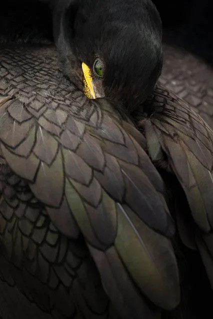“Shag Resting”. Portraits category winner. (Photo by Steven Fairbrother/British Wildlife Photography Awards 2014)