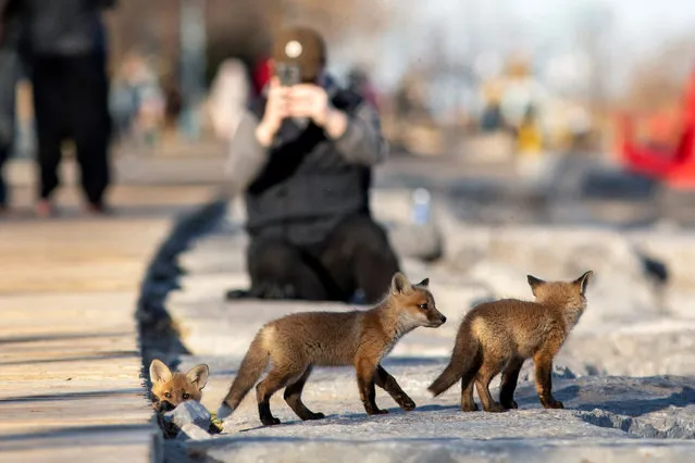 Fox cubs venture out from their den under a popular boardwalk alongside Lake Ontario during the global outbreak of the coronavirus disease (COVID-19), in Toronto, Ontario, Canada on April 22, 2020. (Photo by Carlos Osorio/Reuters)