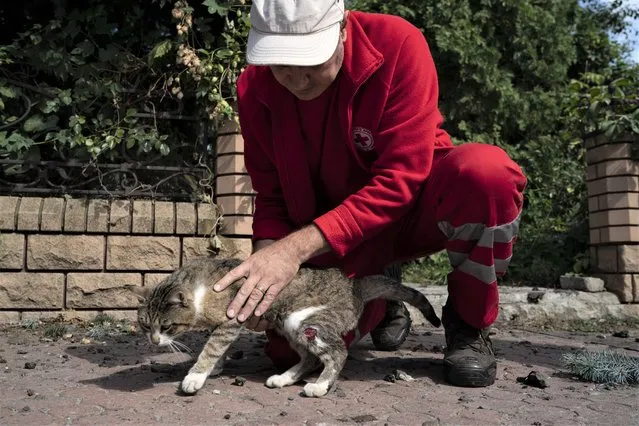 A Ukrainian Red Cross Society volunteer pets a cat named Maks, that was slightly injured during a Russian attack last week that damaged the building of the humanitarian association in Sloviansk, Ukraine, Monday, September 5, 2022. (Photo by Leo Correa/AP Photo)