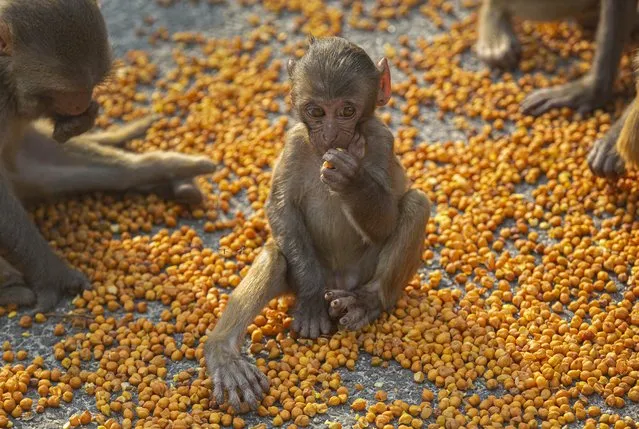 Monkeys eat lentils distributed by social workers near a Hindu temple during nationwide lockdown in Gauhati, India, Thursday, April 23, 2020. As governments around the world try to slow the spread of the coronavirus, India has launched one of the most draconian social experiments in history, locking down its entire population, including an estimated 176 million people who struggle to survive on $1.90 a day or less. (Photo by Anupam Nath/AP Photo)