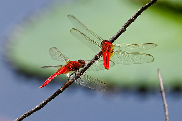 Dragon flies rest on a twig in a lake at Gardens by the Bay in Singapore on October 21, 2024. (Photo by Roslan Rahmanroslan Rahman/AFP Photo)