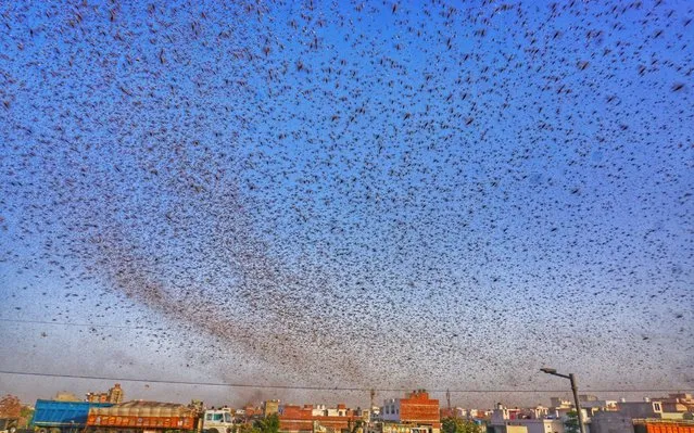 Swarms of locust attack in the residential areas of Jaipur, Rajasthan, Monday, May 25, 2020. More than half of Rajasthans 33 districts are affected by invasion by these crop-munching insects. (Photo by Vishal Bhatnagar/NurPhoto via Getty Images)