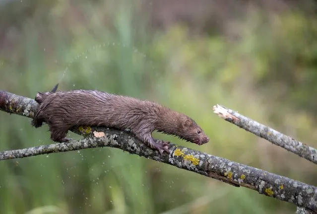 An American mink is seen on a tree branch at a creek near the village of Khatenchitsy, north of Minsk, September 15, 2015. (Photo by Vasily Fedosenko/Reuters)