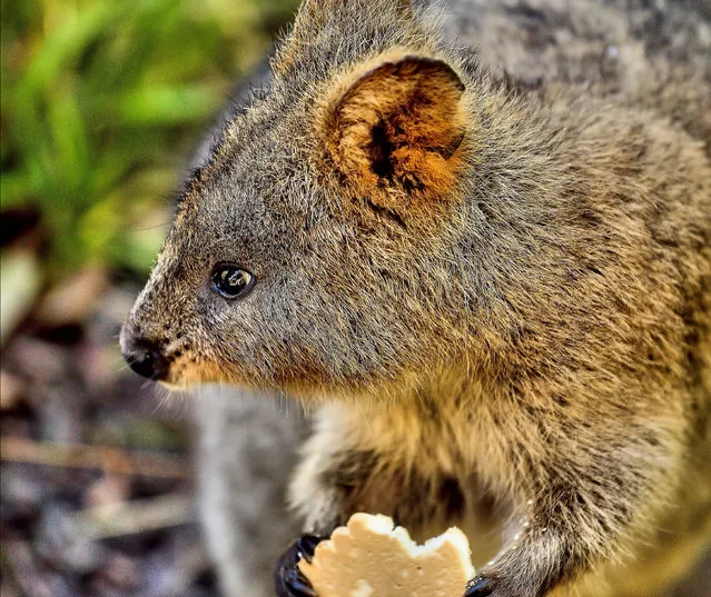 Quokka The Happiest Animal in the World