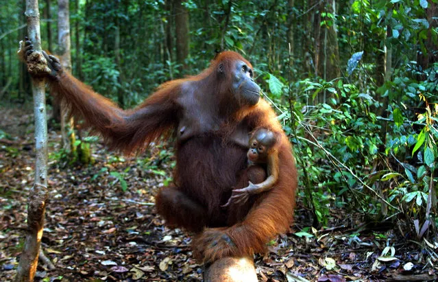 A baby Orangutan hangs onto it's mother September 1, 2001 near Camp Leakey at the Tanjung Puting National Park in Kalimantan on the island of Borneo, Indonesia. (Photo by Paula Bronstein/Getty Images)