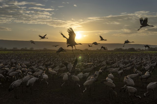 Migrating cranes flock at sunrise in Hula Lake conservation area, north of the Sea of Galilee, northern Israel, Thursday, January 23, 2025. (Photo by Ariel Schalit/AP Photo)