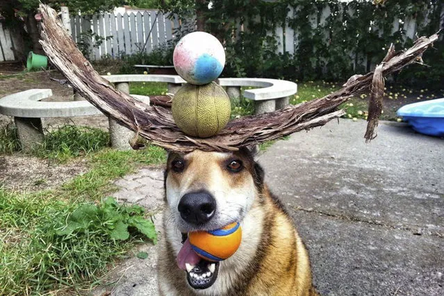 Toby balances bark and balls on his head. (Photo by Pat Langer/Caters News Agency)