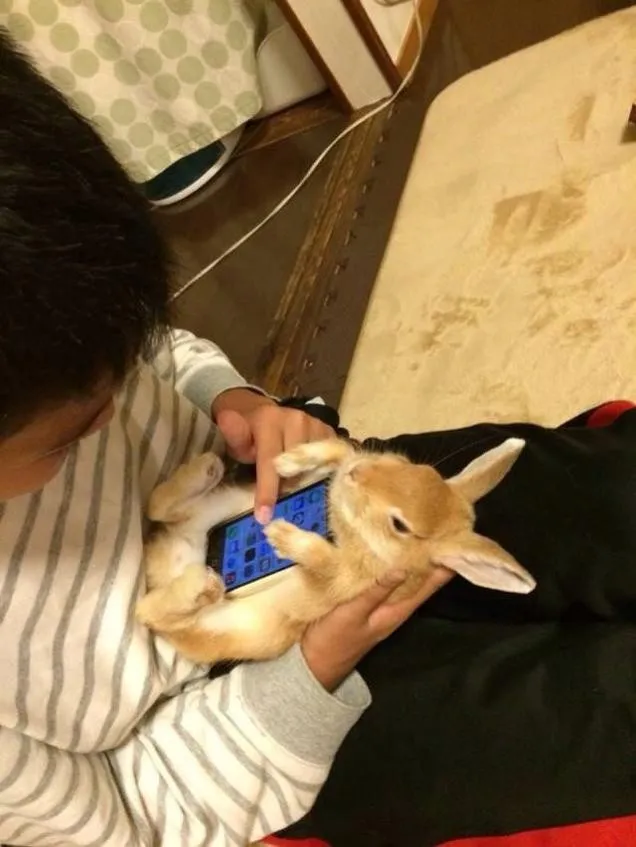 The Japanese Use a Real Rabbits as Case for Smartphone