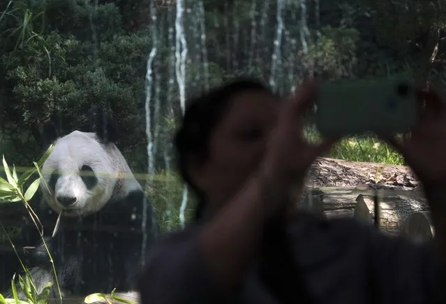 Xin Xin, the last giant panda in Latin America, sits inside her enclosure munching on bamboo as a visitor lifts his camera to make a selfie, at the Chapultepec Zoo, in Mexico City, Friday, November 11, 2022. At age 32, Xin Xin is among one of the oldest captive giant pandas. (Photo by Fernando Llano/AP Photo)