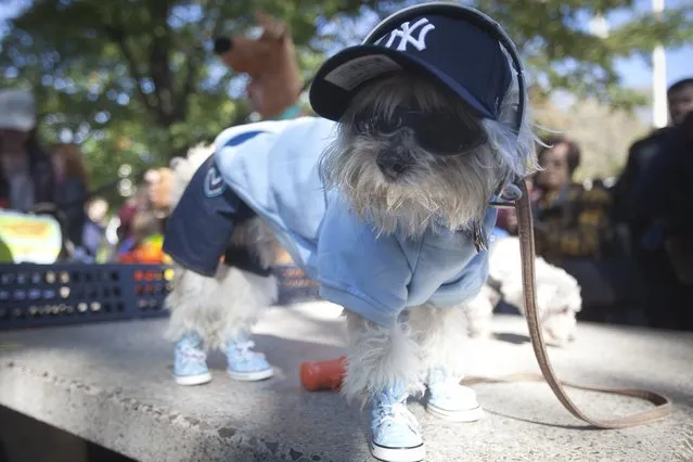A dog poses for photos during the 24th Annual Tompkins Square Halloween Dog Parade in New York October 25, 2014. (Photo by Carlo Allegri/Reuters)