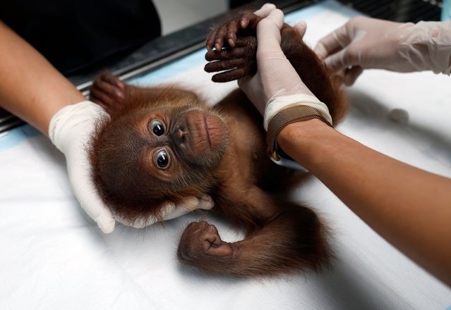 A Thai veterinarian attends to a rescued baby orangutan seized from the illegal wildlife trade at the Royal Forest Department's Wildlife Clinic in Bangkok, Thailand, 16 May 2025. Two baby orangutans were rescued after Thai police and officials from the Department of National Parks arrested a suspect before handing them over to a buyer in Bangkok on 14 May 2025, as part of the country's wildlife trafficking combat initiative under the Convention on International Trade in Endangered Species of Wildlife Fauna and Flora (CITES). (Photo by Rungroj Yongrit/EPA/EFE)