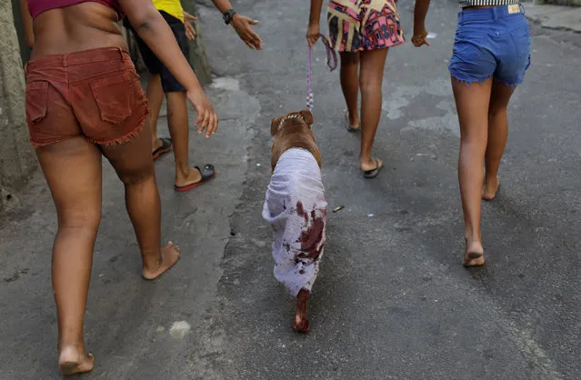 Residents lead a dog, which according to them was shot during violent clashes in Rocinha slum in Rio de Janeiro, Brazil, January 25, 2018. (Photo by Ricardo Moraes/Reuters)