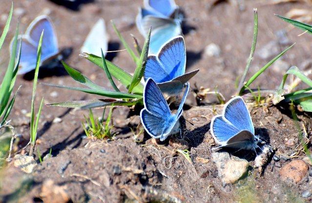 Common blue butterflies bask in the sun on a high-altitude plain in Sarıkamış district, Kars, Turkey on June 11, 2025. In Kars, high altitude plateaus and pastures were covered with colorful flowers after the downpour. (Photo by Huseyin Demirci/Anadolu via Getty Images)