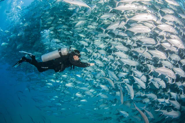Woyda surrounded by the school of Big-eye trevally. (Photo by Caine Delacy/Mika Woyda/Caters News)